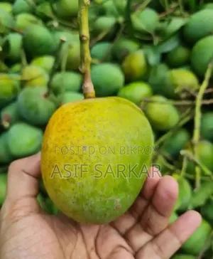 রাজশাহীর বিখ্যাত হিমসাগর, আমরুপালি, ফজলি, ব্যানানা আম