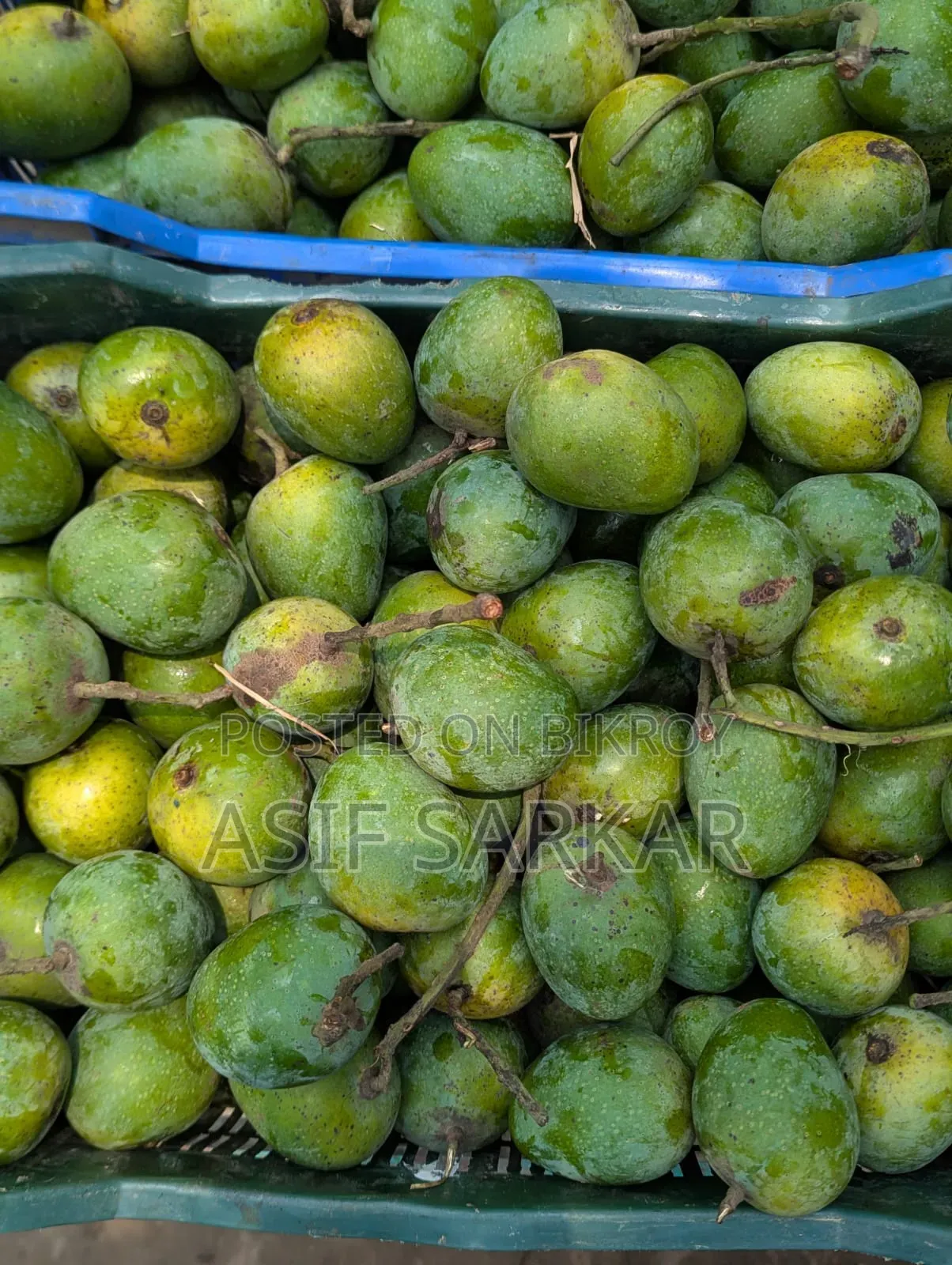 Rajshahi's Famous Himsagar, Amrupali, Fazli, and Banana Mangoes