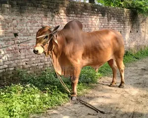 Qurbani Bull