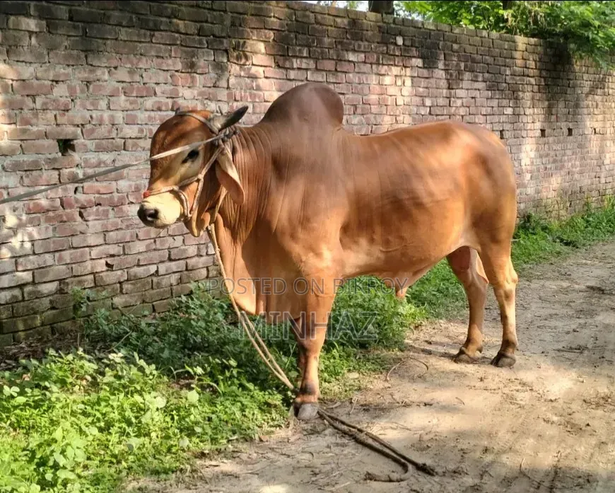 Qurbani Bull