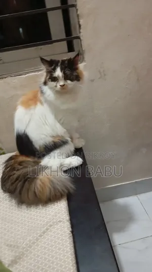 1+ Year Female Mixed Breed Persian