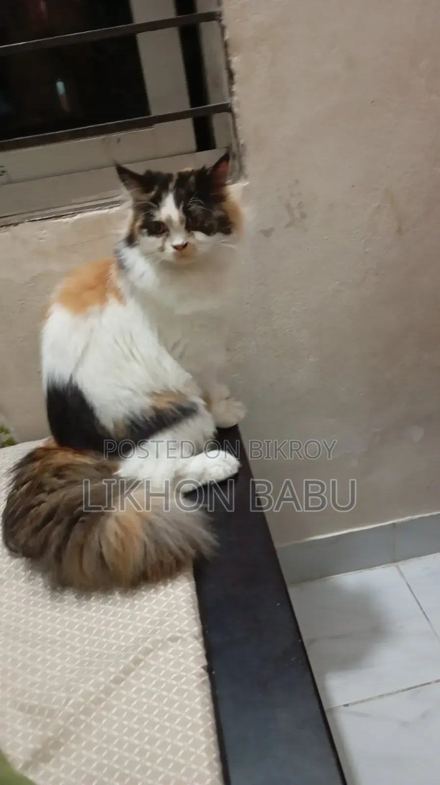 1+ Year Female Mixed Breed Persian