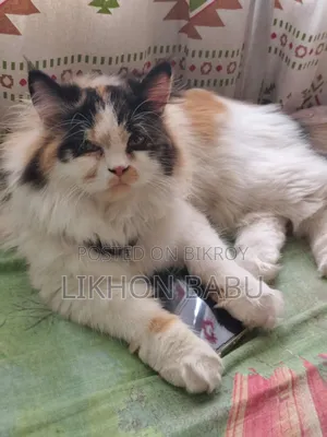 1+ Year Female Mixed Breed Persian