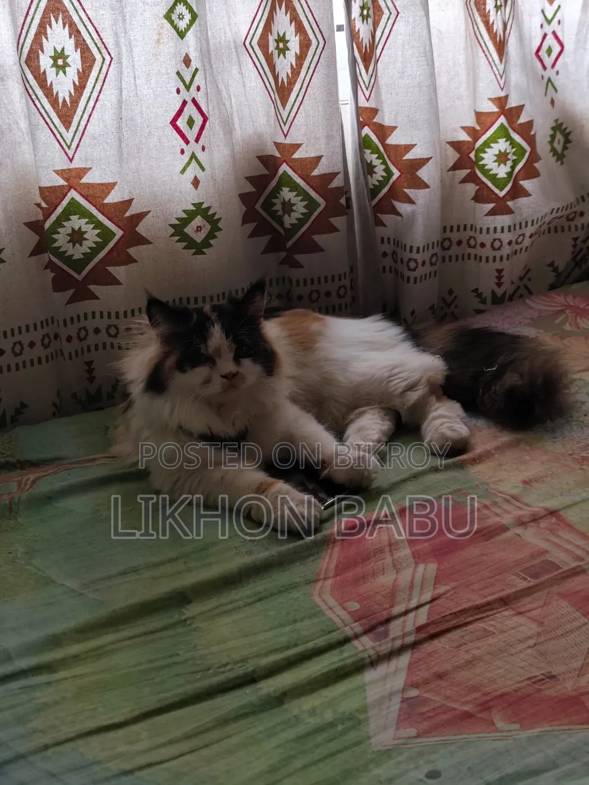1+ Year Female Mixed Breed Persian