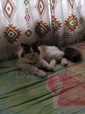 1+ Year Female Mixed Breed Persian