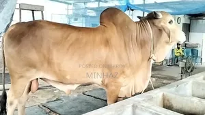 Qurbani Bull