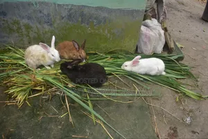 Rabbit for Sell