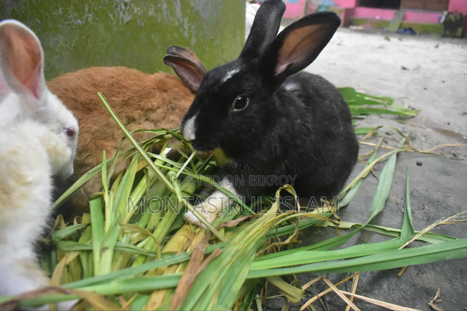 Rabbit for Sell