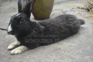 Rabbit for Sell