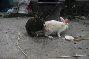 Rabbit for Sell