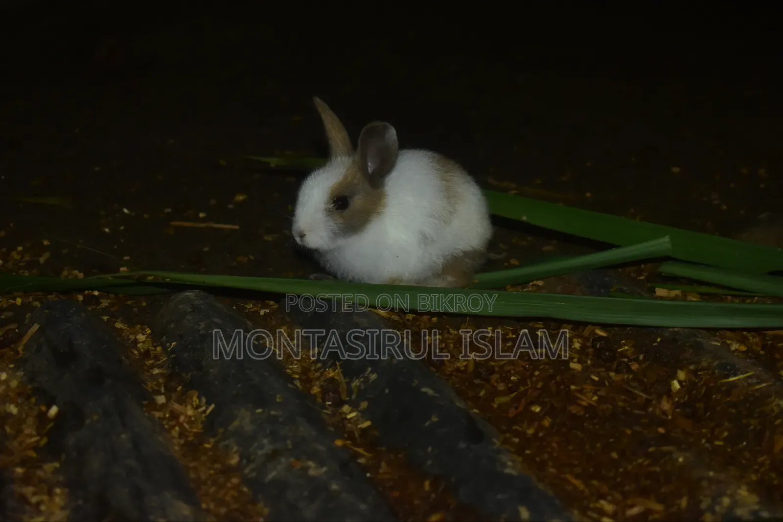 Rabbit for Sell