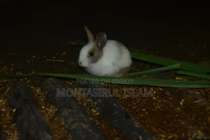 Rabbit for Sell