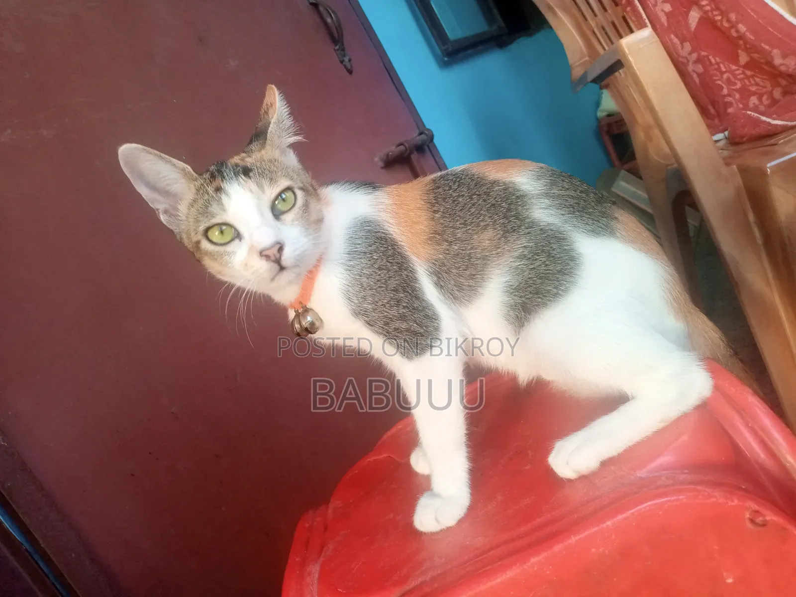 3-6 Months Female Mixed Breed Bengal