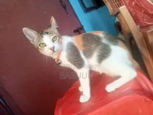 3-6 Months Female Mixed Breed Bengal