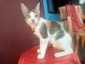 3-6 Months Female Mixed Breed Bengal