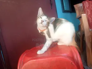 3-6 Months Female Mixed Breed Bengal