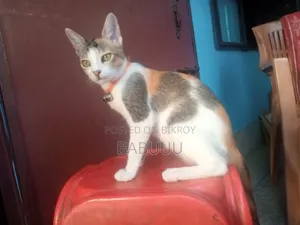 3-6 Months Female Mixed Breed Bengal