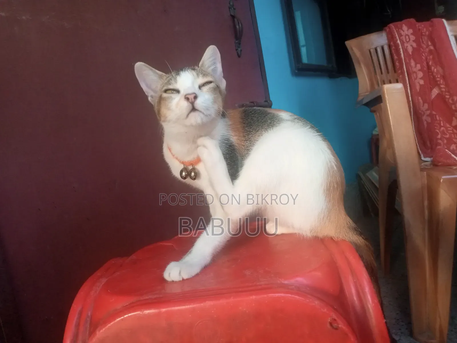 3-6 Months Female Mixed Breed Bengal