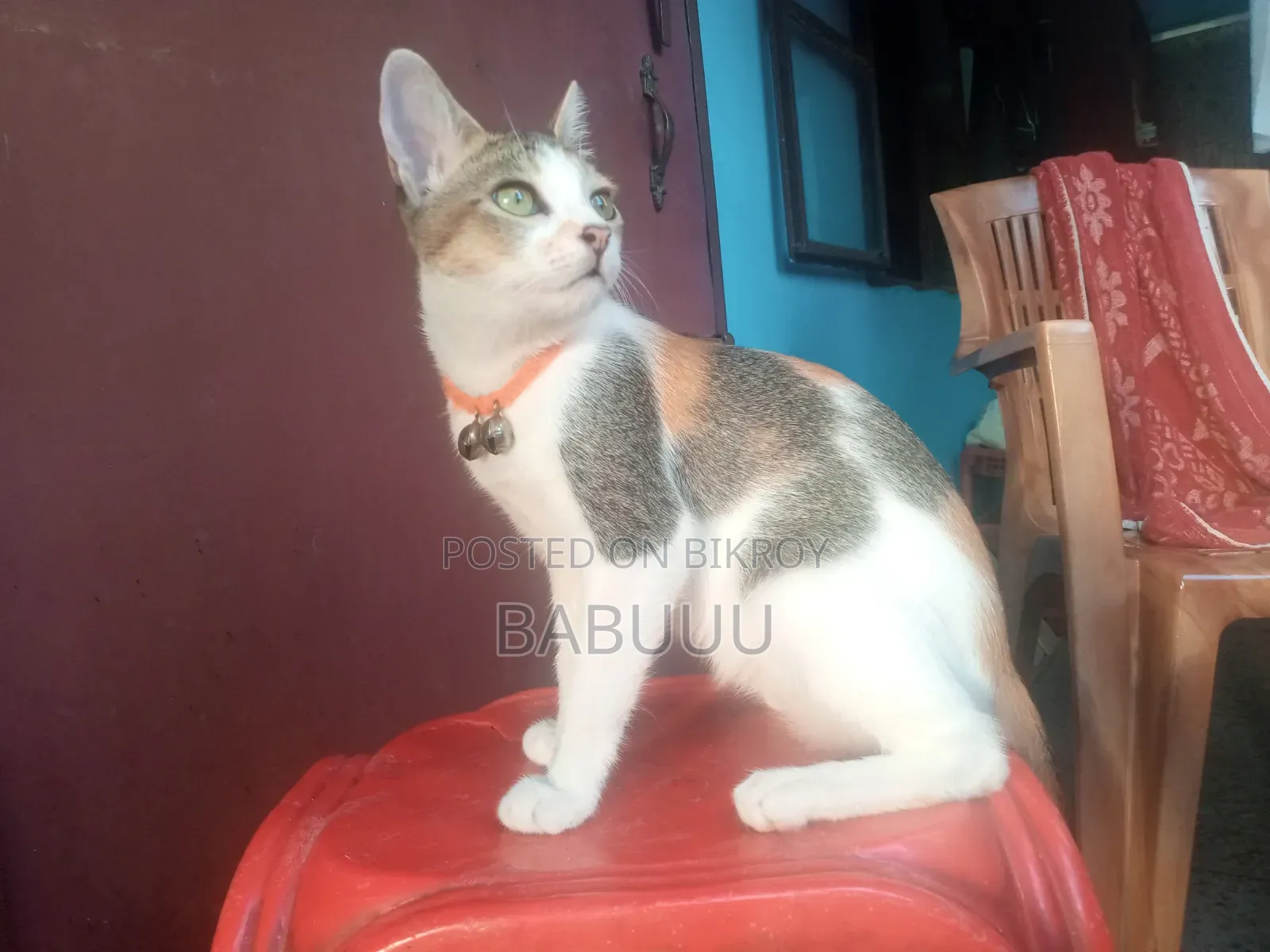 3-6 Months Female Mixed Breed Bengal