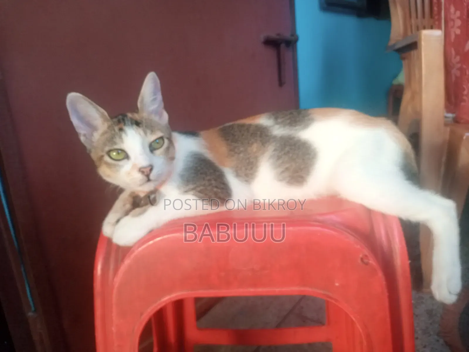 3-6 Months Female Mixed Breed Bengal