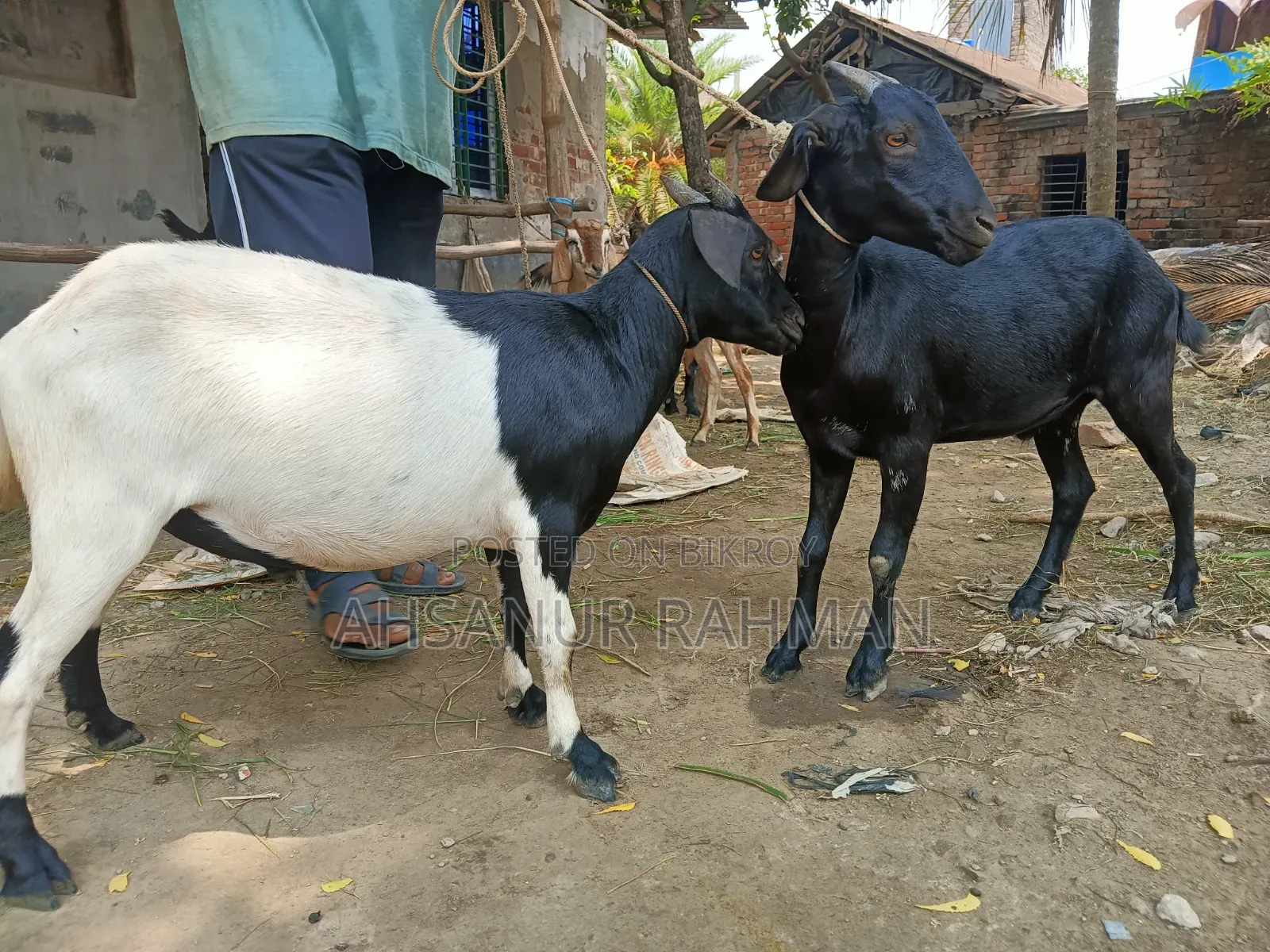 Qurbani Goat Pair