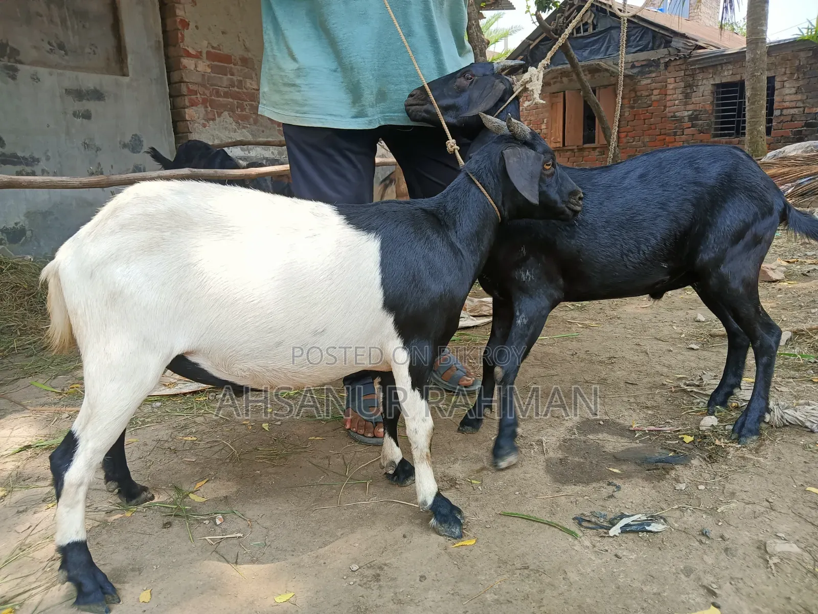Qurbani Goat Pair