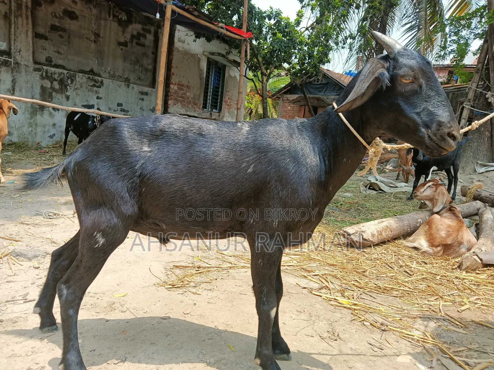 Qurbani Goat Pair