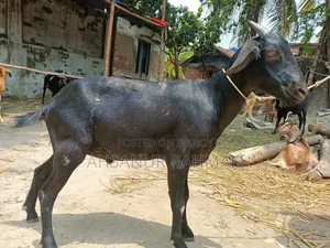 Qurbani Goat Pair