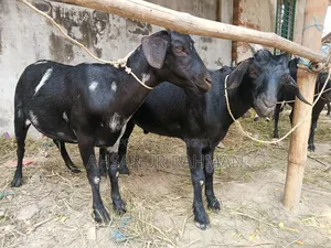 Pair of Qurbani Goats
