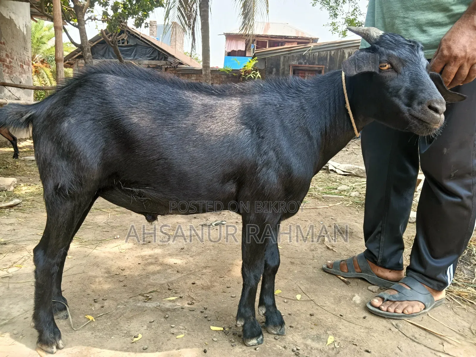 Pair of Qurbani Goats