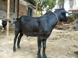 Pair of Qurbani Goats