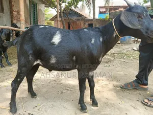 Pair of Qurbani Goats