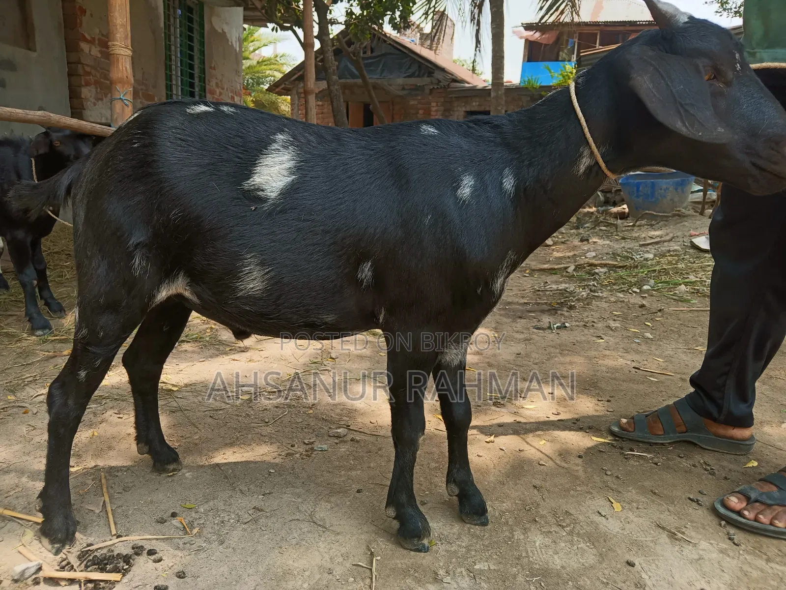 Pair of Qurbani Goats