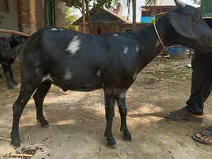 Pair of Qurbani Goats