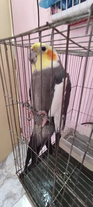Cockatiel Birds
