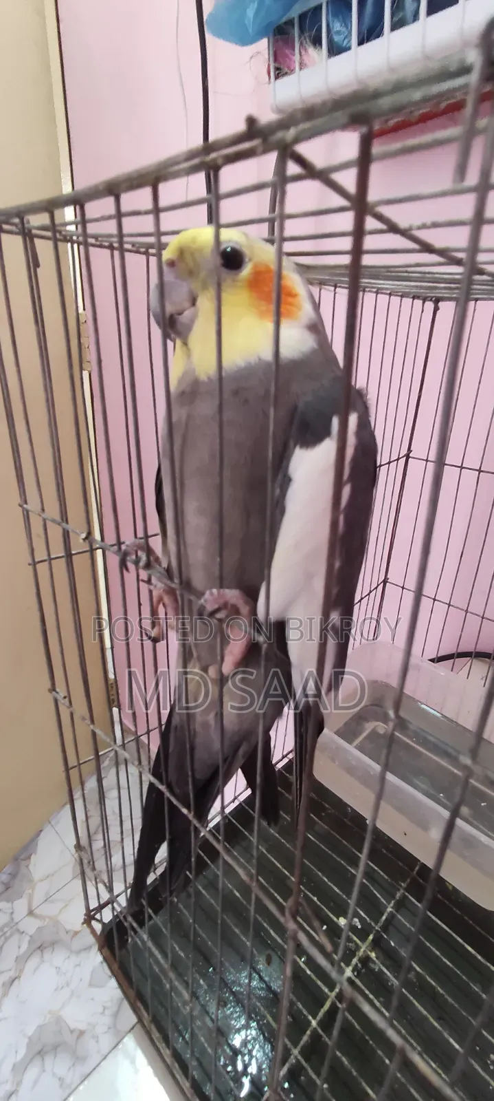 Cockatiel Birds
