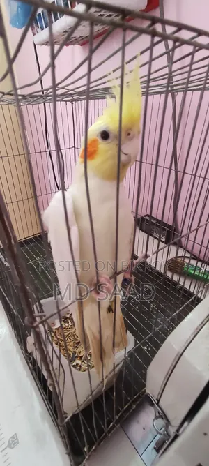 Cockatiel Birds