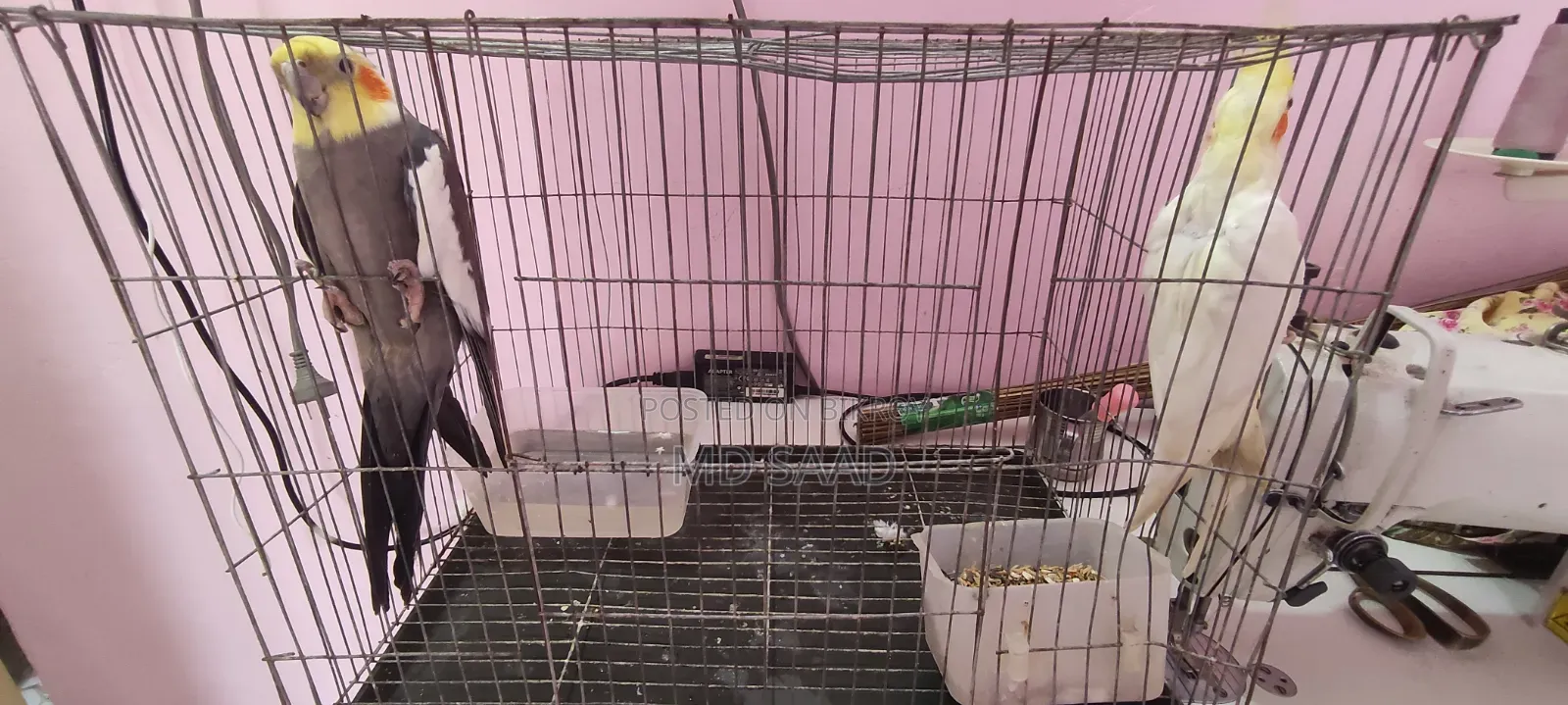 Cockatiel Birds