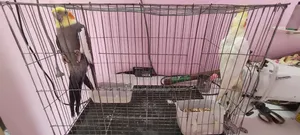 Cockatiel Birds