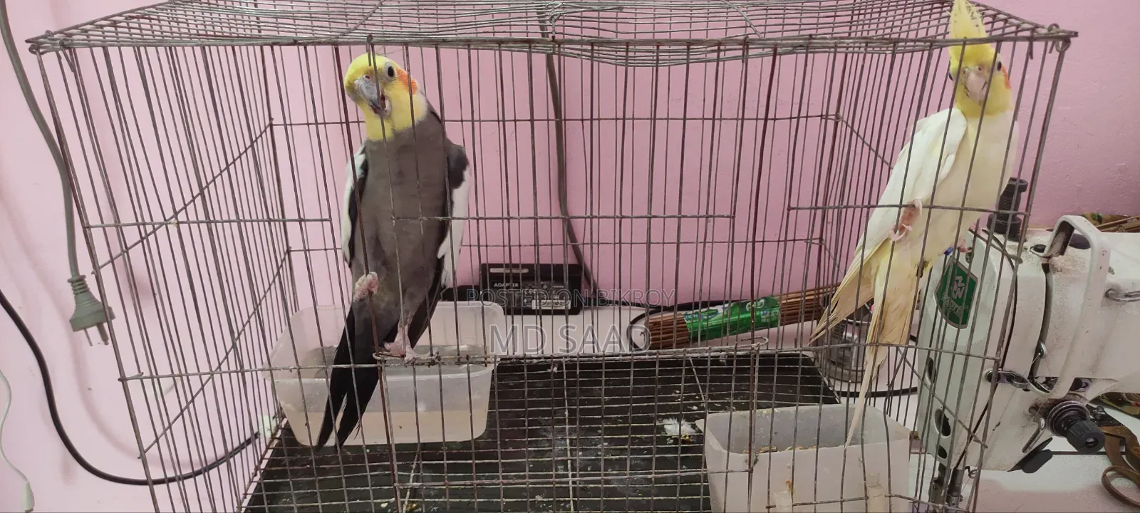 Cockatiel Birds