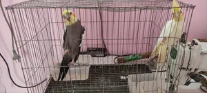 Cockatiel Birds