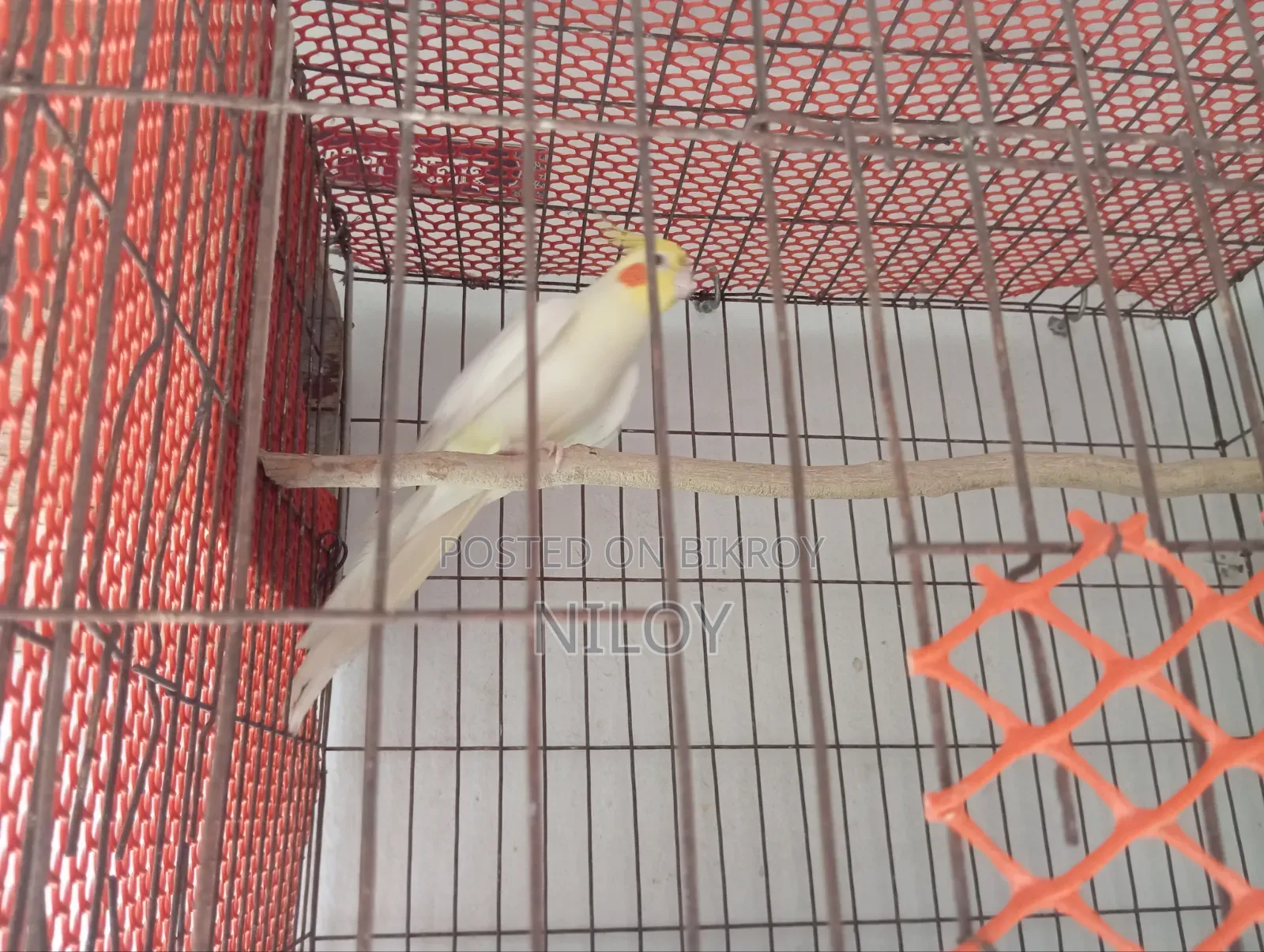 Cockatiel Bird