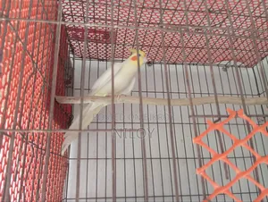 Cockatiel Bird