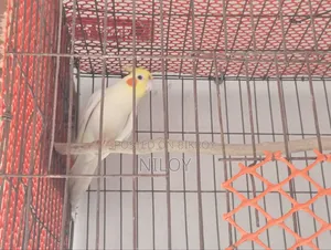 Cockatiel Bird