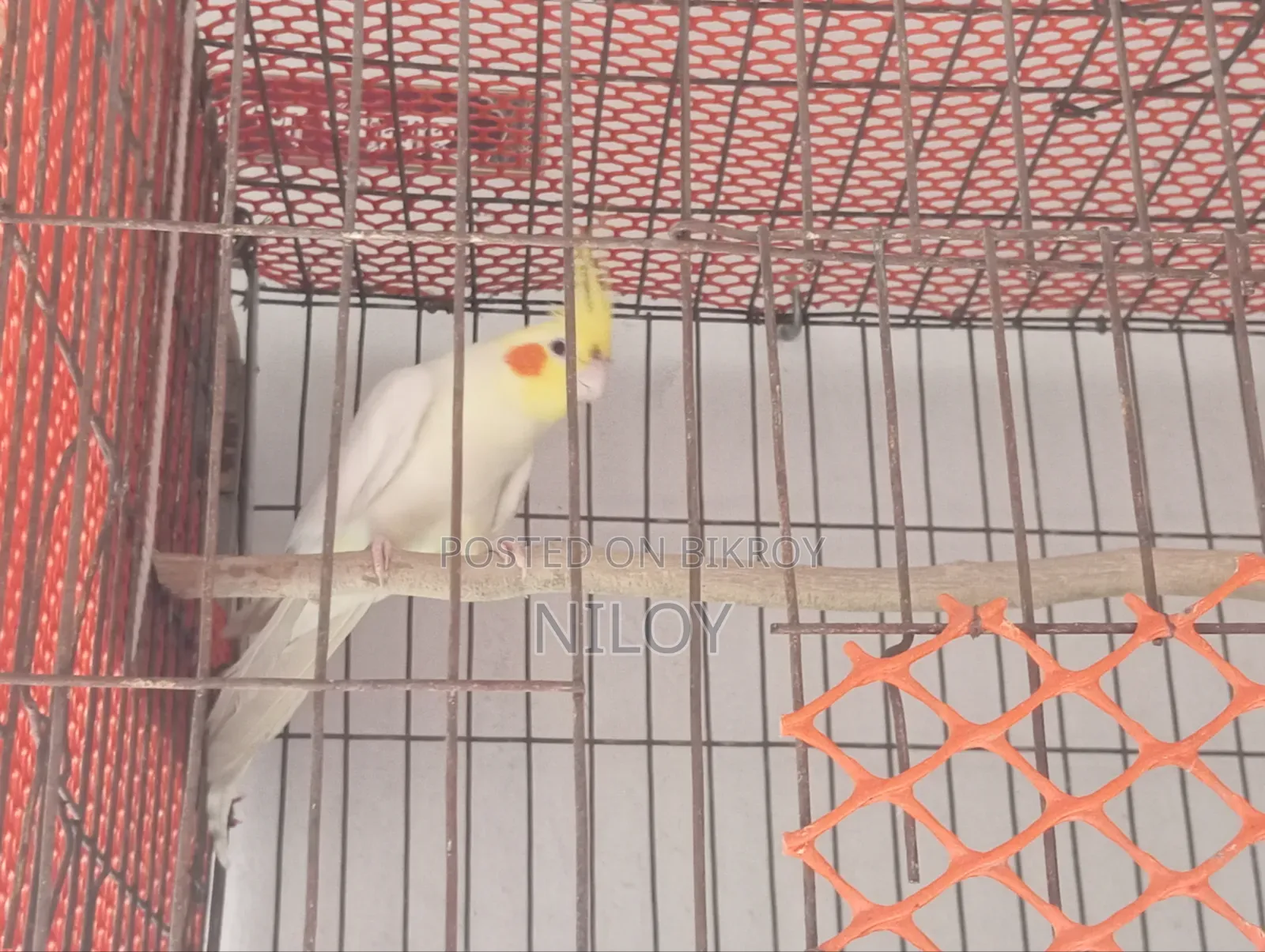 Cockatiel Bird