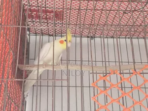 Cockatiel Bird