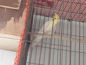 Cockatiel Bird