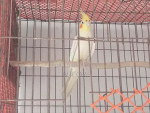Cockatiel Bird