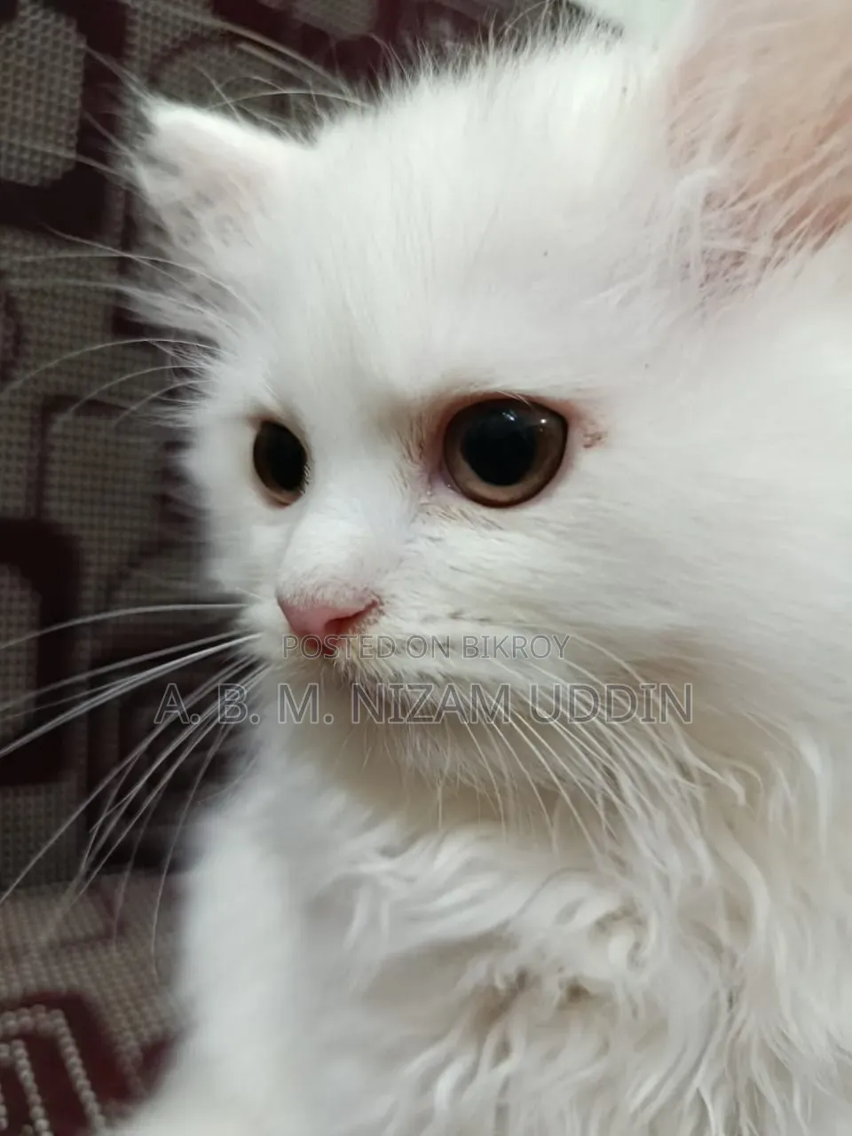 1-3 Months Male Purebred Persian