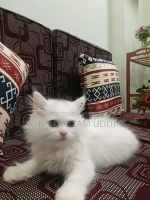 1-3 Months Male Purebred Persian